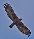 Golden Eagle © John Muddeman